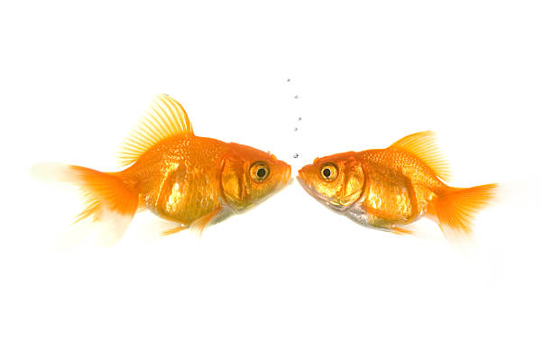 Fish Kiss stock photo