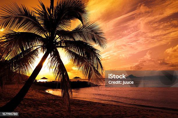 Hawajski Punch - zdjęcia stockowe i więcej obrazów Palma - Palma, Zachód słońca, Bez ludzi