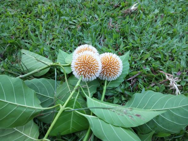 istock Kadamba flower lies on the green grass 1571908384