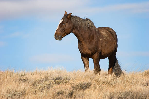 garanhão selvagem - horse animals in the wild wyoming rebellion imagens e fotografias de stock