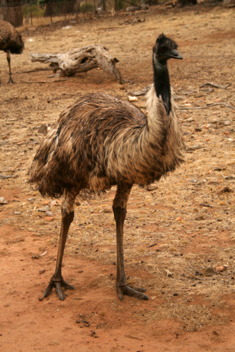 Emu walking through Australian outback bushland in Gundabooka National Park