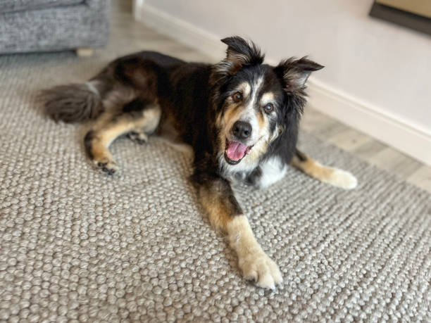 istock Border Collie on rug portrait 1571908916
