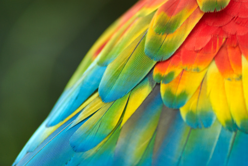 Colorful parrot feathers detail