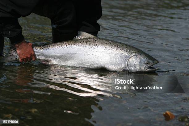 Rilascio Di Salmone Alaska King - Fotografie stock e altre immagini di Salmone reale - Salmone reale, Ambientazione esterna, Composizione orizzontale