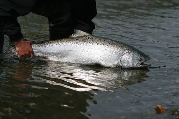 Releasing a King Salmon caught on a fly in Alaska.