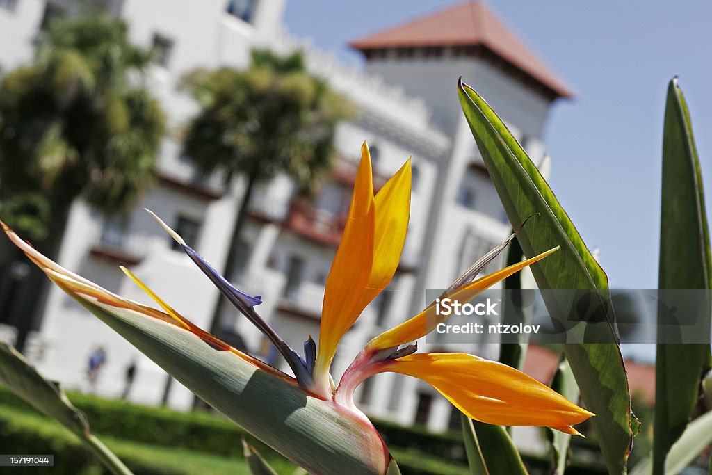 Bird of Paradise  Beauty Stock Photo