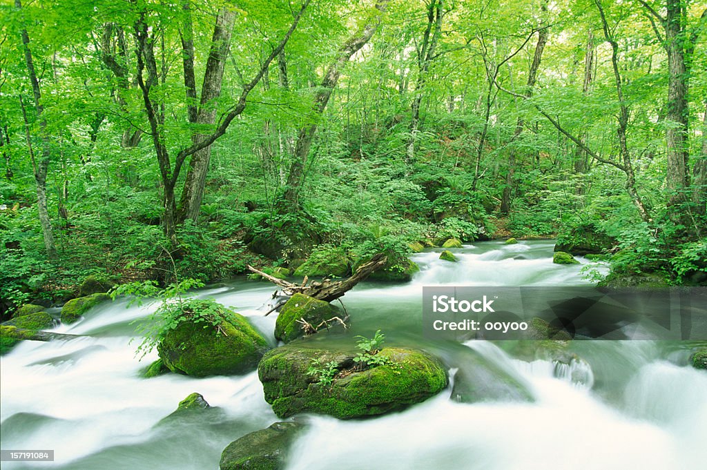 Ruisseau de forêt - Photo de Arbre libre de droits