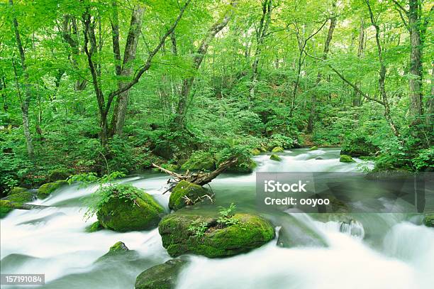 Photo libre de droit de Ruisseau De Forêt banque d'images et plus d'images libres de droit de Arbre - Arbre, Beauté de la nature, Bois
