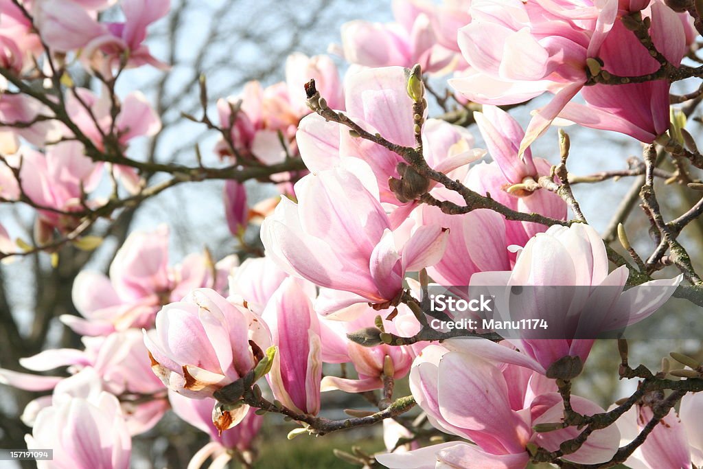 Flor de Magnolia - Foto de stock de Magnolia libre de derechos