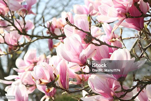 Flor De Magnolia Foto de stock y más banco de imágenes de Magnolia - Magnolia, Blanco - Color, Primavera - Estación