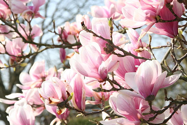 flor de magnólia - sweet magnolia tree blossom white - fotografias e filmes do acervo
