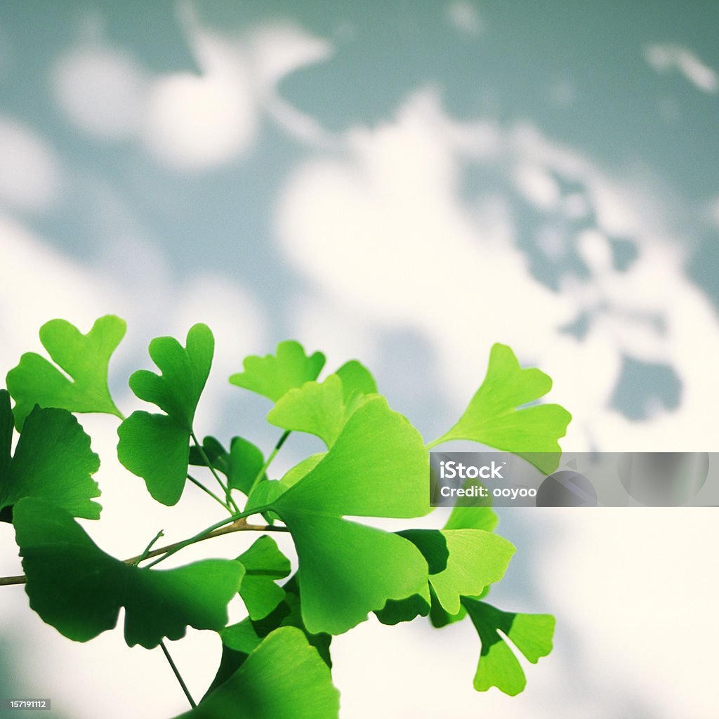 Гинкговое листьями - Стоковые фото Гинкговое дерево роялти-фри