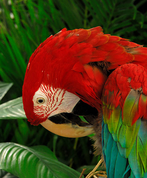 Parrot Parrot in the forest echo parakeet stock pictures, royalty-free photos & images