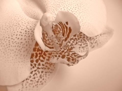 close-up of orchid ( sepia toned )