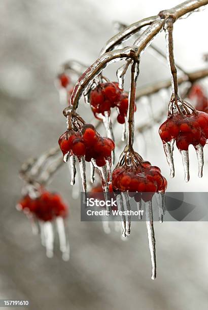 아이스 베리류 겨울에 대한 스톡 사진 및 기타 이미지 - 겨울, 고드름, 나뭇가지