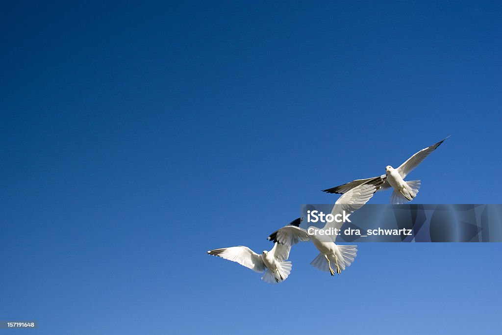 Three birds  Animal Stock Photo