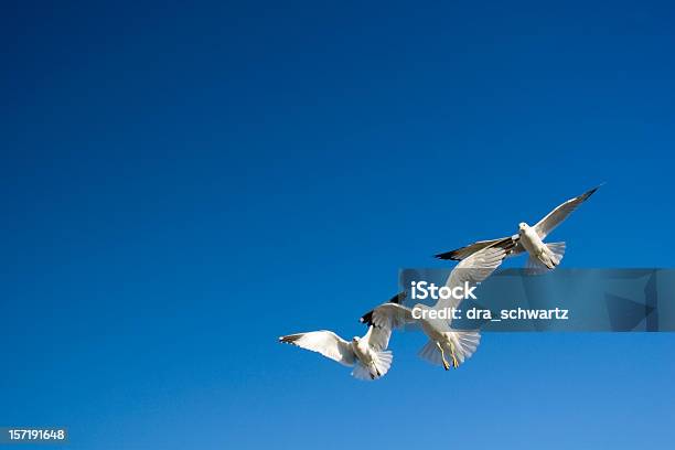 Three Birds Stock Photo - Download Image Now - Animal, Animal Body Part, Animal Wildlife