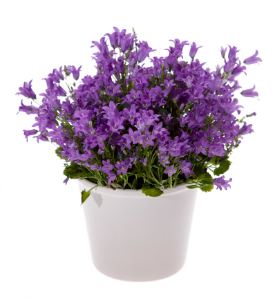 Colorful bluebell plant in a white ceramic pot isolated on white. In aRGB color for beautiful prints.