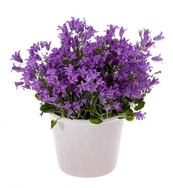 bluebells - campanula стоковые фото и изображения