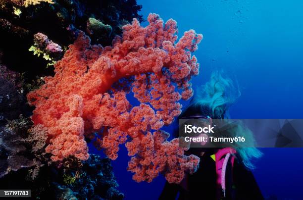 Giant Rosso Corallo Molle - Fotografie stock e altre immagini di Grande barriera corallina - Grande barriera corallina, Corallo - Cnidario, Australia