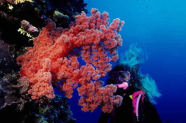 Giant Red Soft Coral Woman Diver looking at red soft coral.  coral sea photos stock pictures, royalty-free photos & images