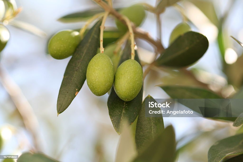 Oliven am Baum - Lizenzfrei Antipasto Stock-Foto