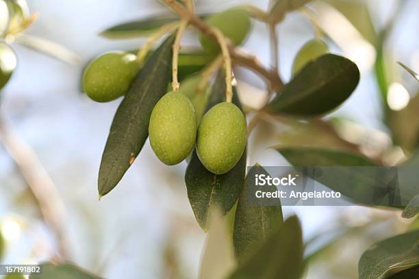 Oliven Am Baum Stockfoto und mehr Bilder von Antipasto - Antipasto, Baum, Farbbild