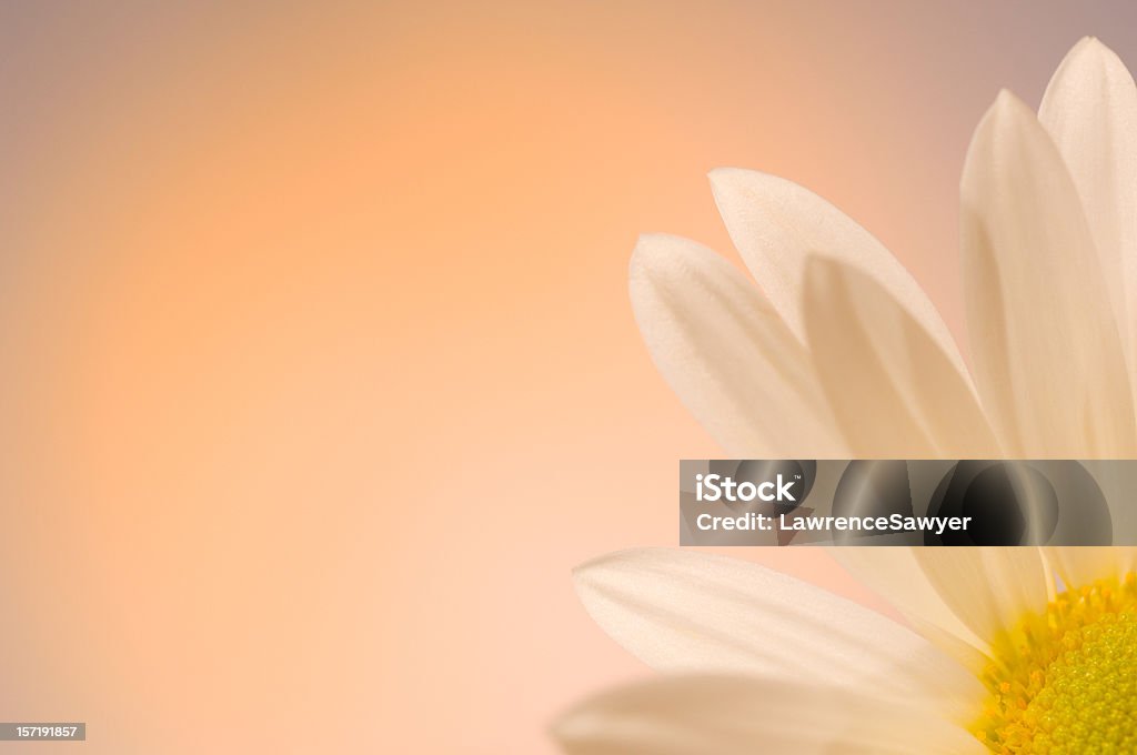 daisy in the morning  Annual - Plant Attribute Stock Photo