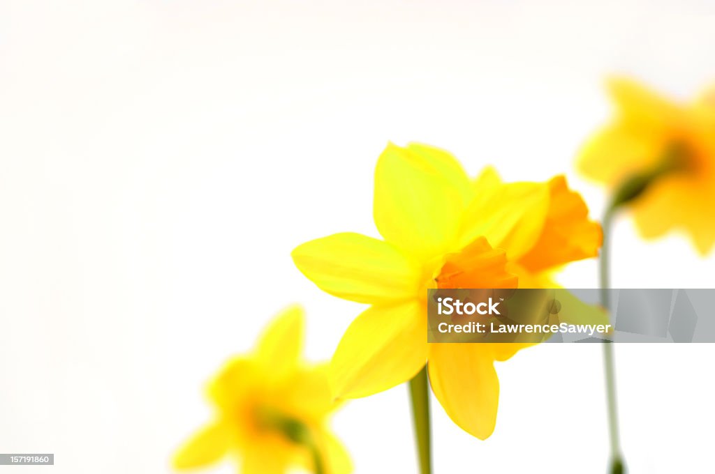 daffodils em branco - Royalty-free Amarelo Foto de stock