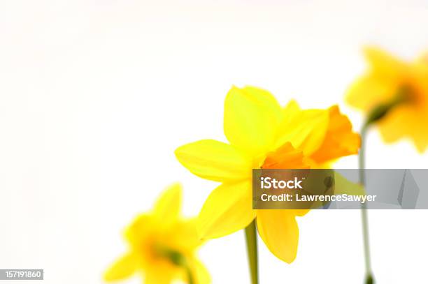 Daffodils Em Branco - Fotografias de stock e mais imagens de Amarelo - Amarelo, Anual - Caraterística da planta, Cor Viva