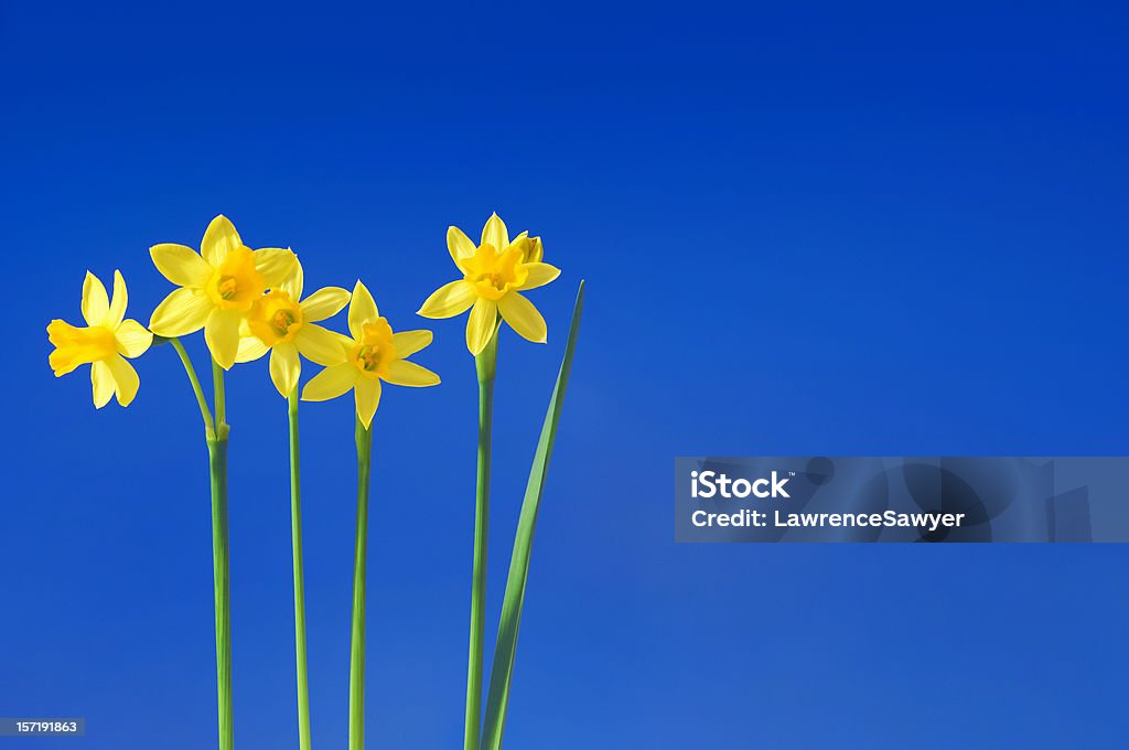 daffodils przeciwko niebo - Zbiór zdjęć royalty-free (Narcyz - Liliowate)