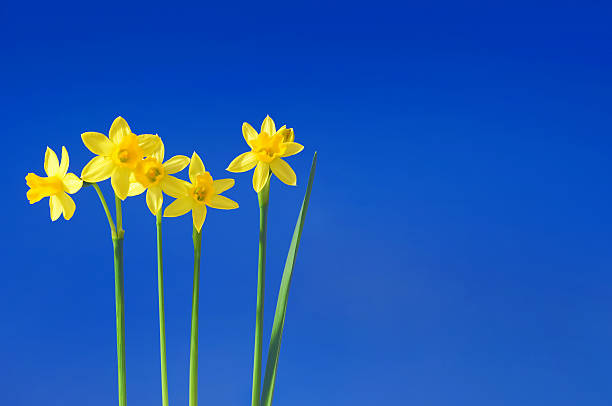 narcisos contra o céu - five petals - fotografias e filmes do acervo