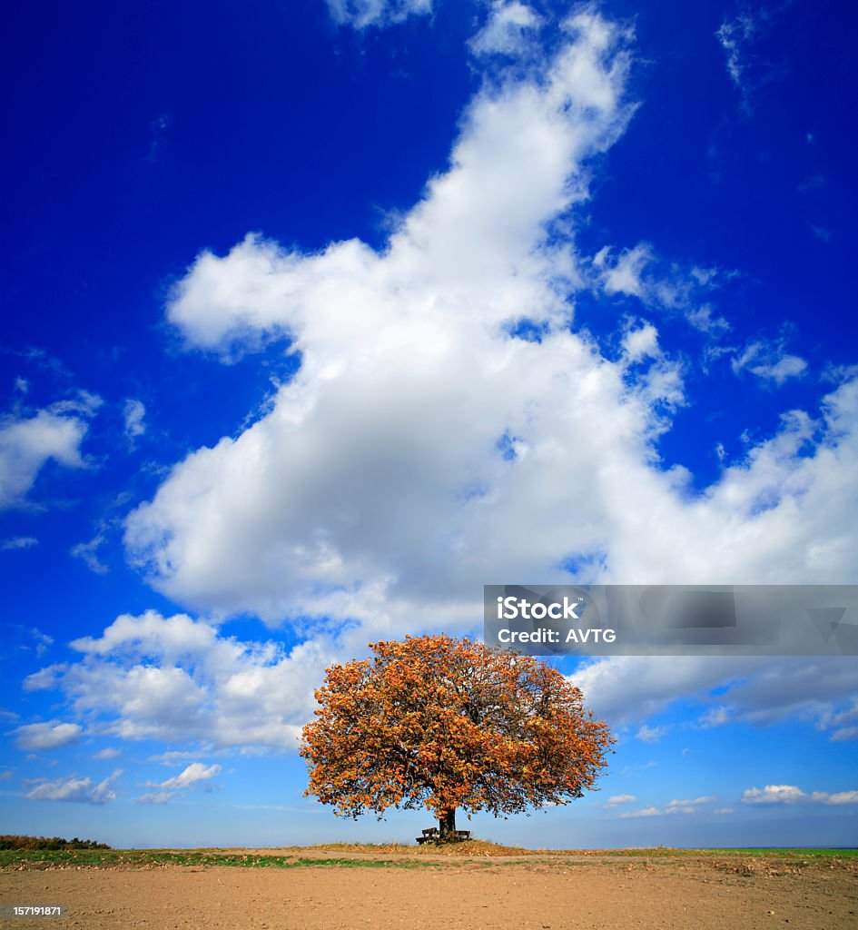 Chestnut Tree in Autumn Nicely shaped tree under cloudy sky Single Tree Stock Photo
