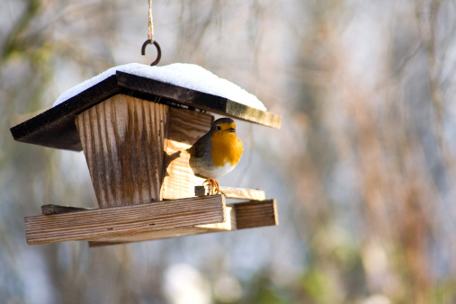 A little Robin sitting in a Bird feeder.
