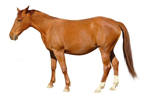 braunes pferd - horse brown animal farm stock-fotos und bilder