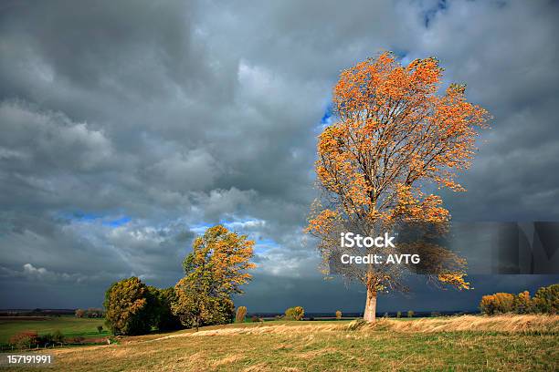 Jesień Storm - zdjęcia stockowe i więcej obrazów Wiatr - Wiatr, Jesień, Drzewo