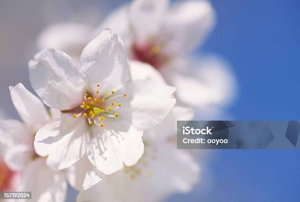 Extremo Closeup De Flores De Cereja - Fotografias de stock e mais imagens de Ao Ar Livre - Ao Ar Livre, Azul, Comemoração - Conceito