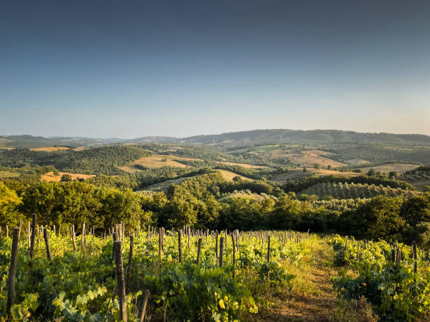 istock summer vineyard in the Maremma 1571920260
