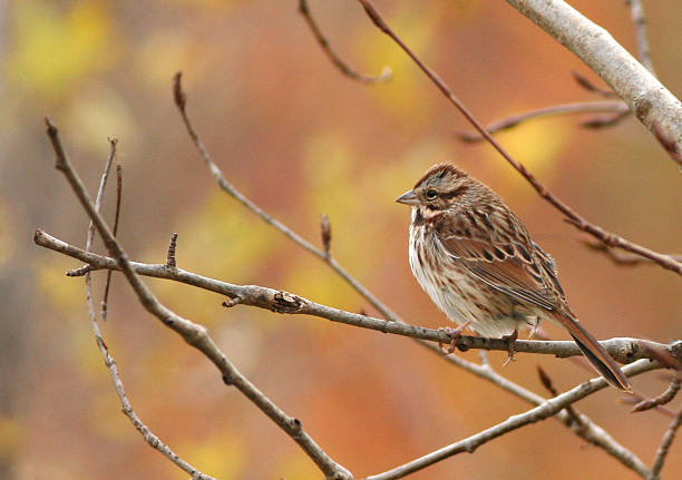 Song Sparrow Song sparrow (Melospiza melodia) song sparrow stock pictures, royalty-free photos & images