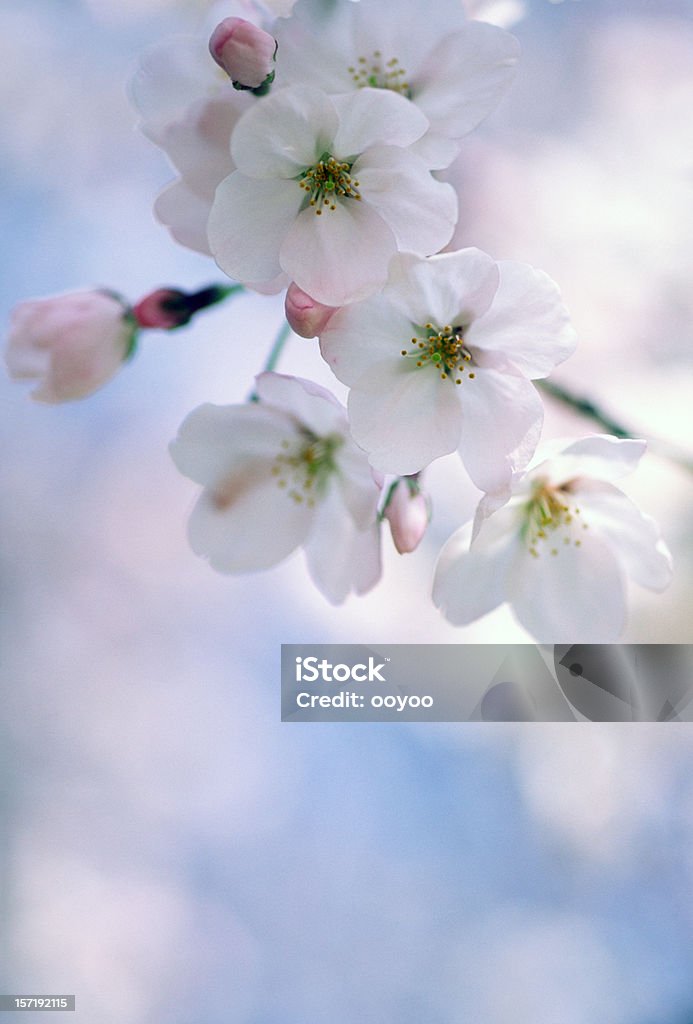 Blanco cerezos en flor - Foto de stock de Flor de cerezo libre de derechos