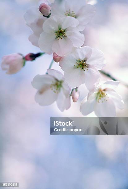 Blanco Cerezos En Flor Foto de stock y más banco de imágenes de Flor de cerezo - Flor de cerezo, Aire libre, Belleza de la naturaleza