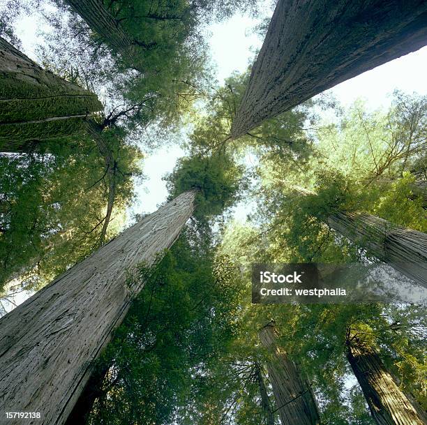 Redwoods Patrzeć Do - zdjęcia stockowe i więcej obrazów Bezpośrednio poniżej - Bezpośrednio poniżej, Brązowy, Czerwony