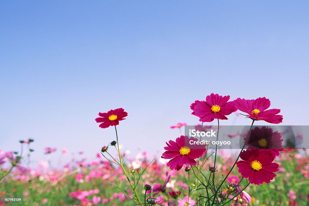 Red Cosmos Flowers  Agricultural Field Stock Photo