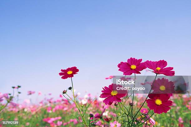 Red Cosmos Flowers Stock Photo - Download Image Now - Agricultural Field, Autumn, Bud