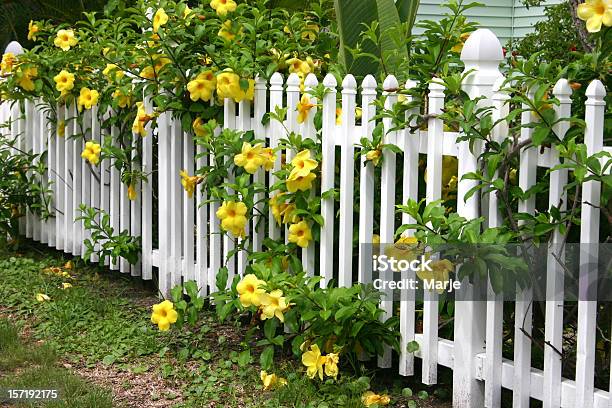 Foto de Cercado Com Estacas e mais fotos de stock de Amarelo - Amarelo, Branco, Cabeça da flor