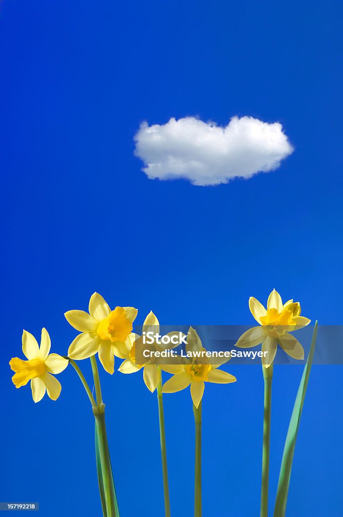 Decisamente primavera - Foto stock royalty-free di Ambientazione esterna