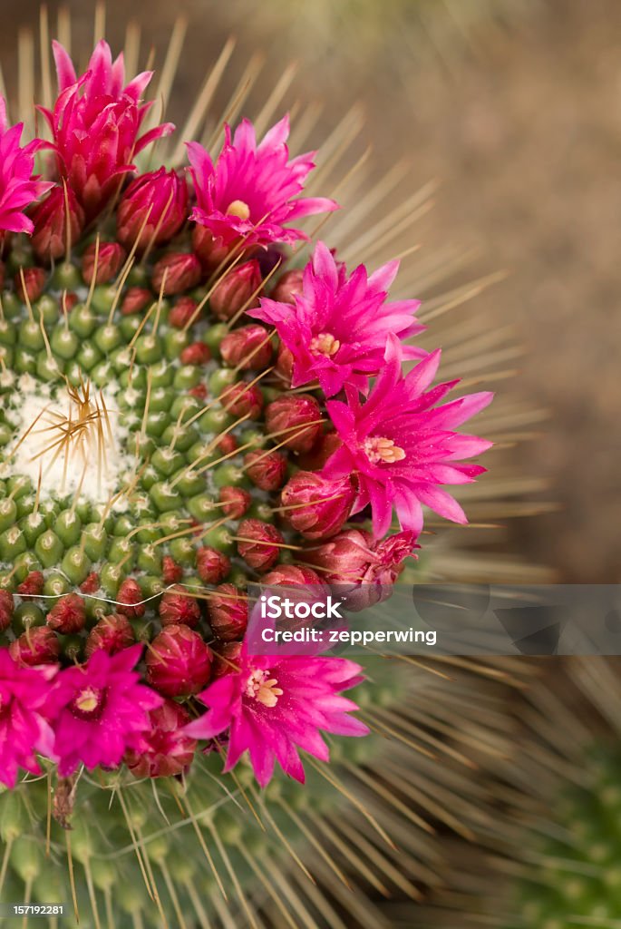 Pink cactus flower in full bloom  Pink flowers on cactus with background blur. Cactus Stock Photo