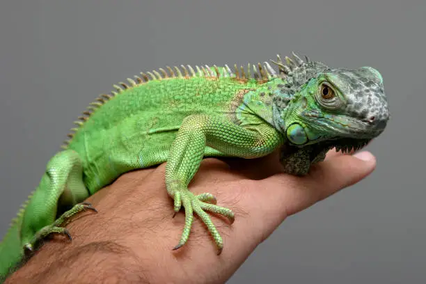 Photo of Iguana