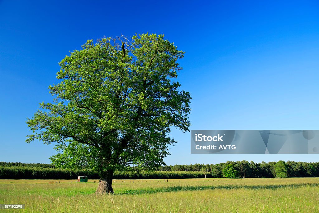 古代のオークに夏の草地 - Horizonのロイヤリティフリーストックフォト