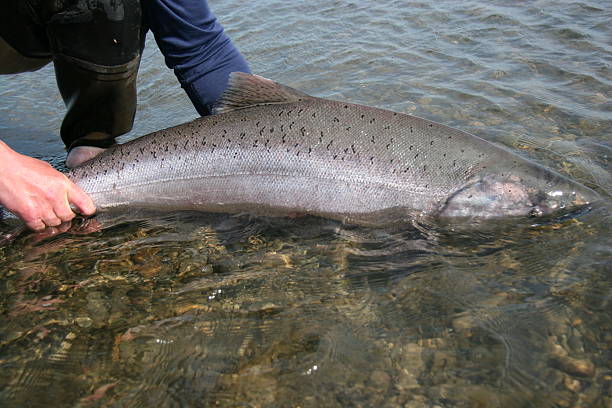 킹살몬 풀어주다 - chinook salmon 뉴스 사진 이미지